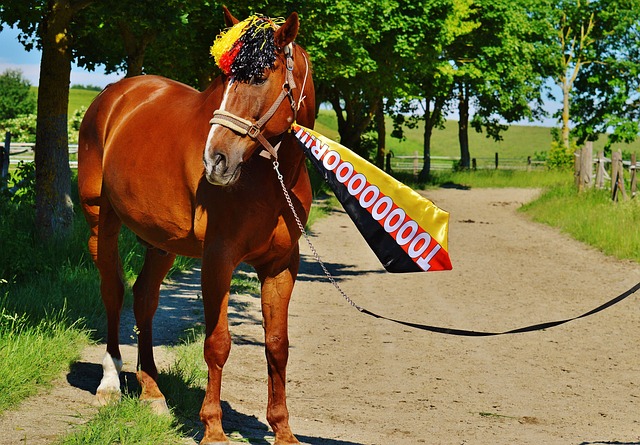 挥的肯定 挥的肯定